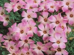 Pink Buttercup