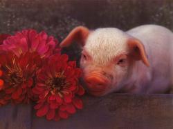 Pink Pig Posing with Flowers
