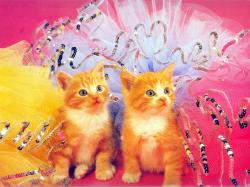 pretty kittens