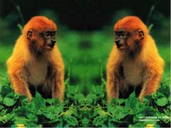 Proboccciss Monkey