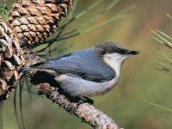 Pygmy Nuthatch