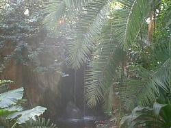 Rainforest