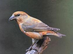 Red Crossbill