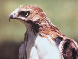 Red Tailed Hawk
