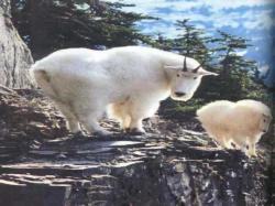 Rocky Mountain Goats