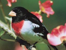 Rose Breasted Grosbeak
