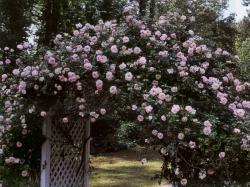 Rose Archway