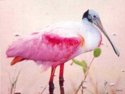 Roseate Spoonbill
