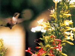 Ruby  Hummingbird