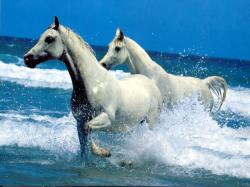 running free 2002