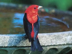 Scarlet tanager