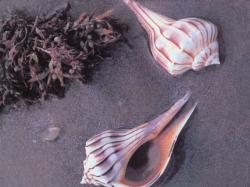 Sea Shells