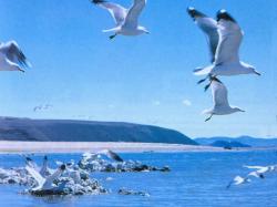 Seagulls