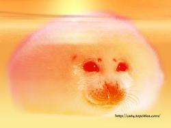 Seal