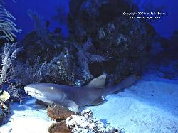 SHARK