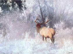 Snowy Elk