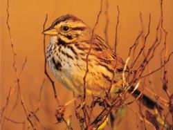 Song Sparrow