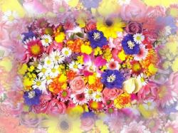 Spring Flowers