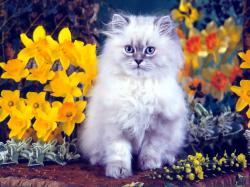 spring kitty1