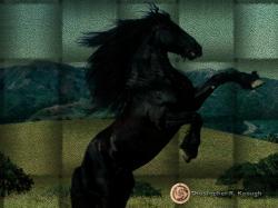 Black Stallion