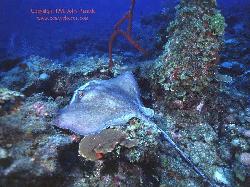 STING RAY