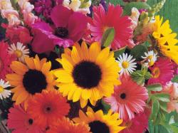 Summer Flowers