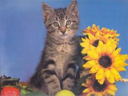 kitty