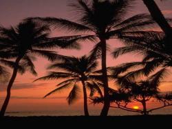palm sunset 1