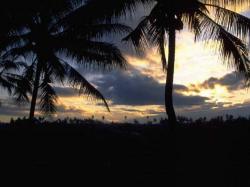 sunset palms