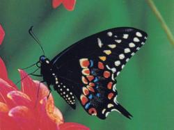 Swallowtail