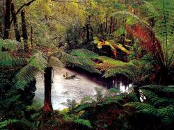 Tassie Rainforest