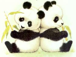 The Panda