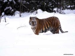 tiger 1