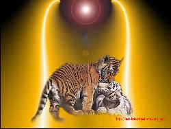 Loving Tiger