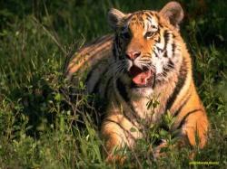 tiger 4