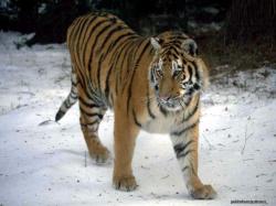 tiger 5
