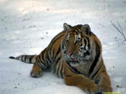 tiger 6