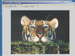 Tiger Face 1