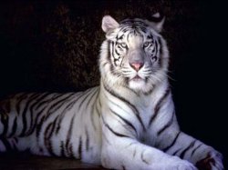 TIGERS LAIR