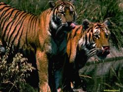 tigers