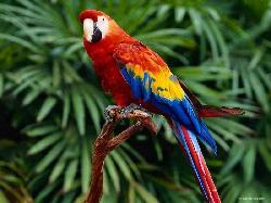TROPICAL BIRD