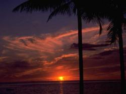 tropical 1