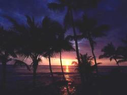 tropical