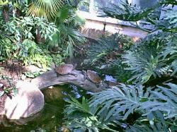 Turtle Ridge