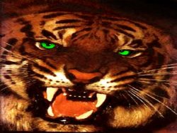 VANISHING TIGERS