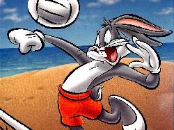 VOLLEYBALL BUGS