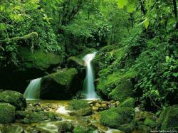 Waterfall In The Forest
