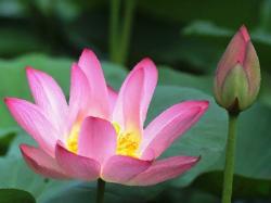 Water Lily