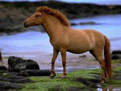 What A Marvelous Horse
