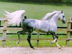 What A Wonderful Horse